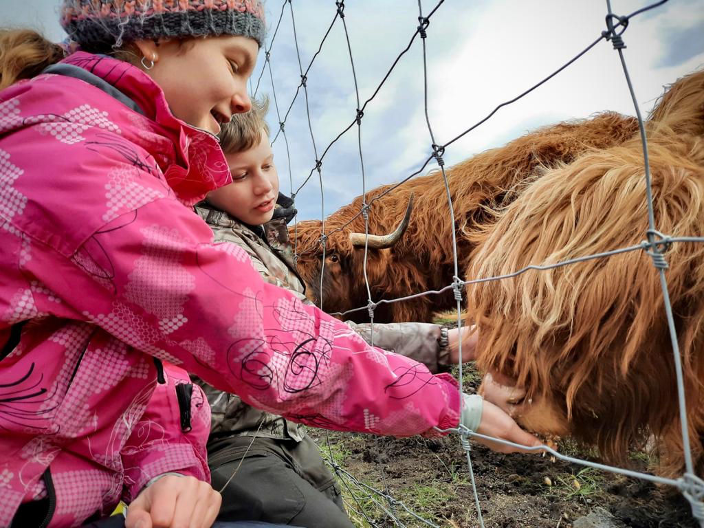 A boy and a girl hand feeding a Highland Cow