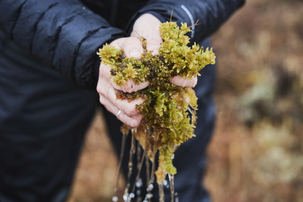 Hands holding dripping moss on a peat bog.