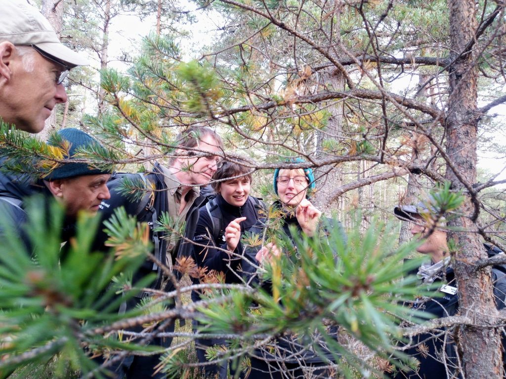 Volunteer Rangers through the tree