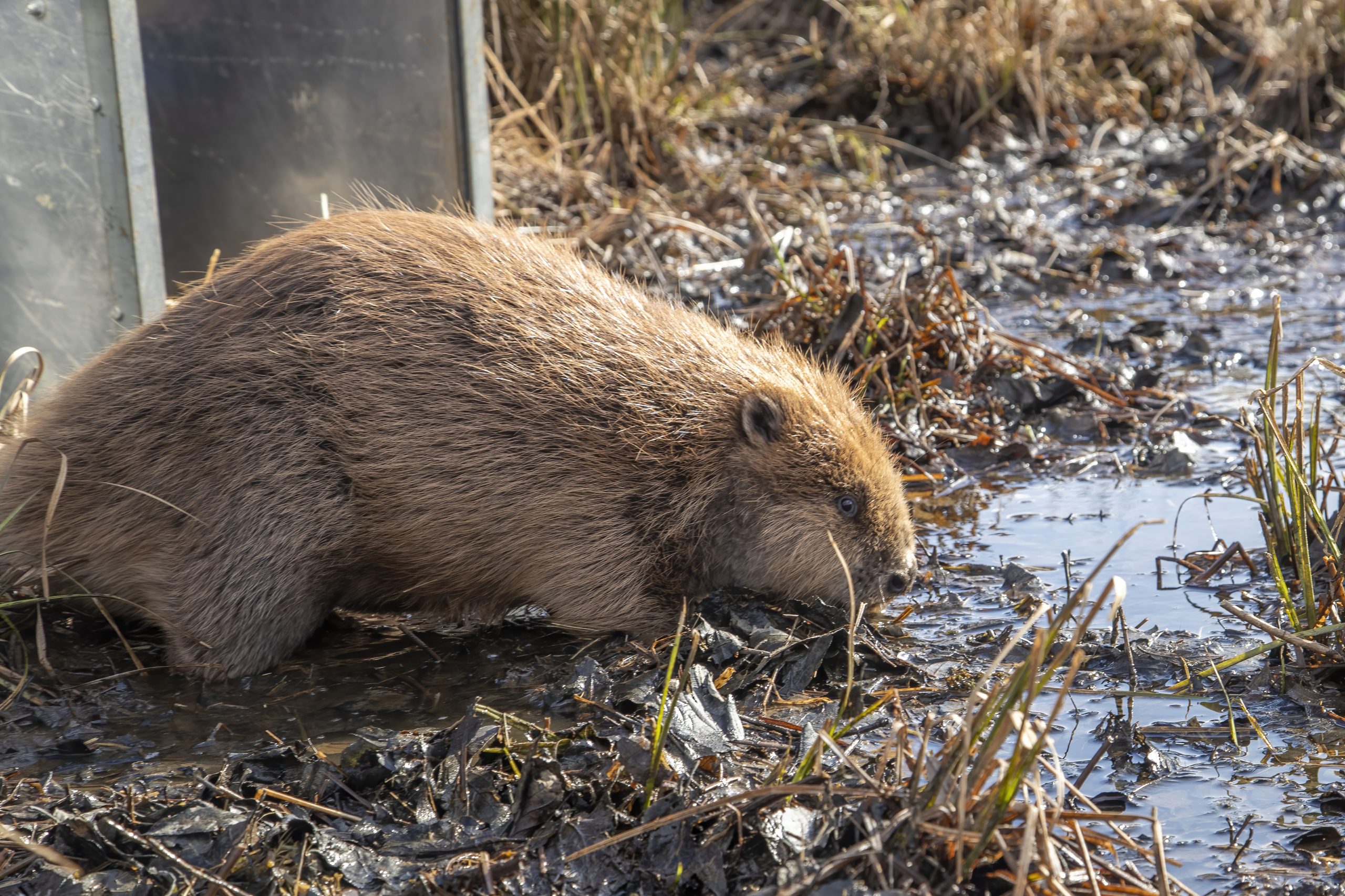 Beaver leaving cage