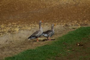 Two geese