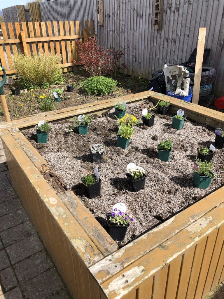 Image of plants in plastic containers sitting on a raised bed. 