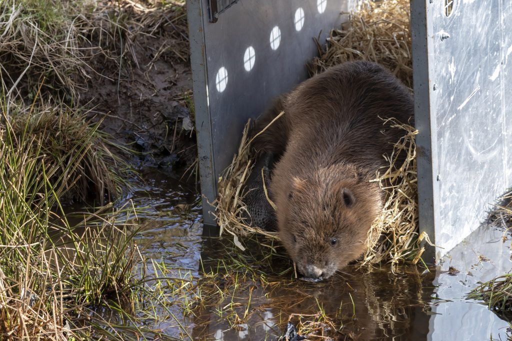 Male beaver leaving crate