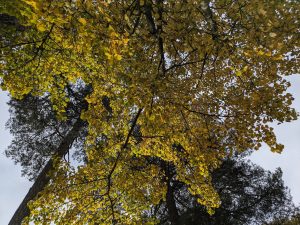 View looking up into a canopy of leaves of a stand of aspen 