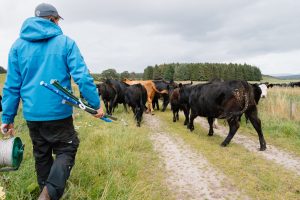 Man holding fencing posts is walking behind a herd of cows moving them to another field