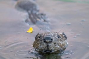 Beaver swimming