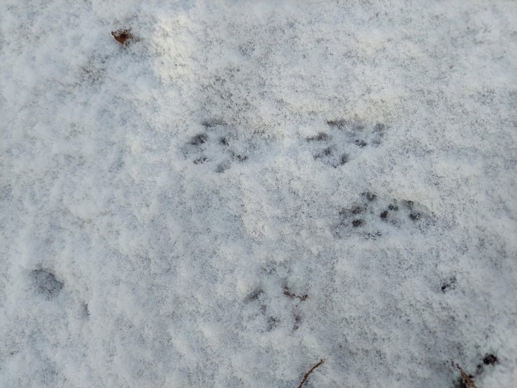 Red squirrel tracks in the snow