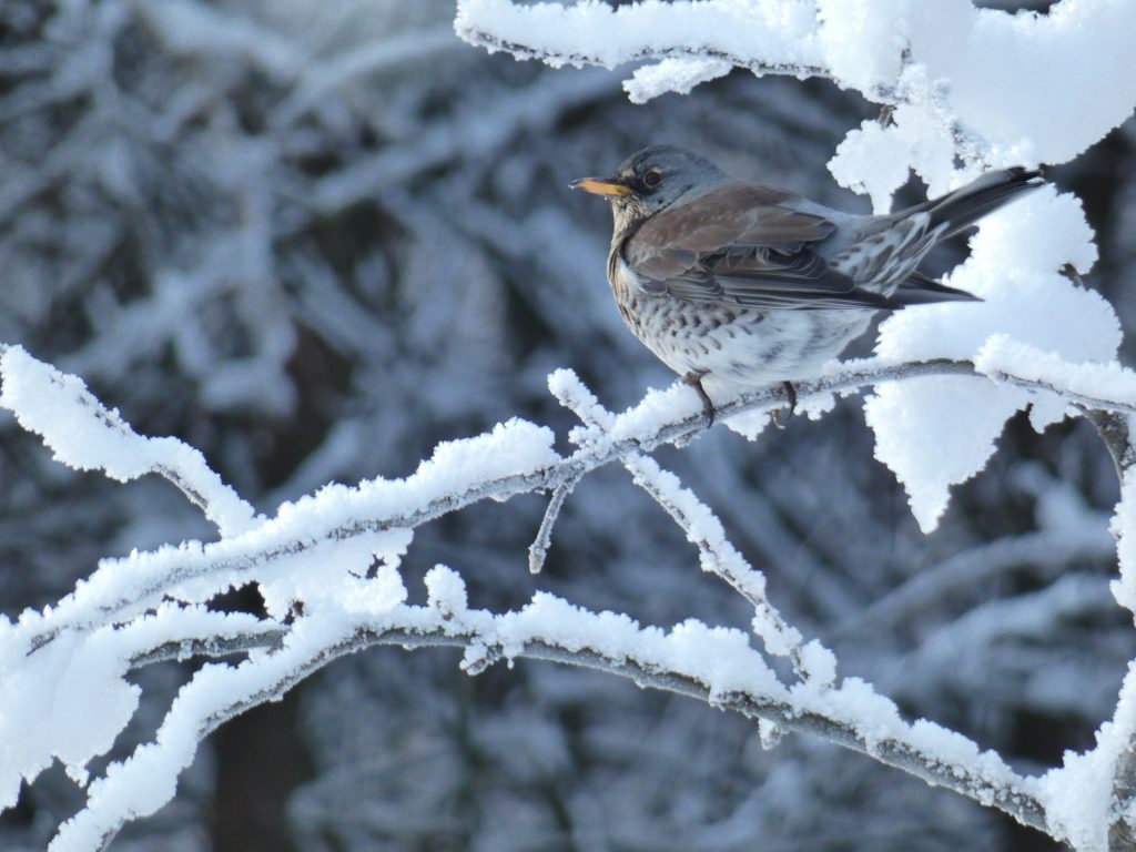 A fieldfare sat in a snow covered tree