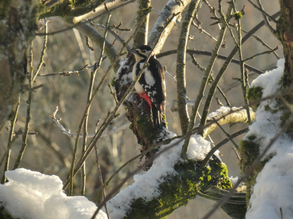 A woodpecker sitting in a tree