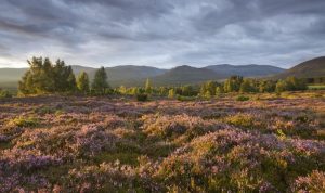 Heather moorland in flower, birch woodland and Cairngorm mountain range, Cairngorms National Park.