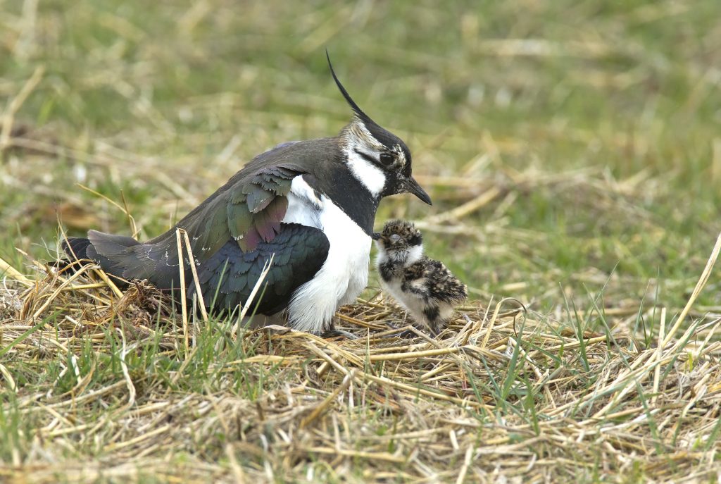 Lapwing and chick on a nest